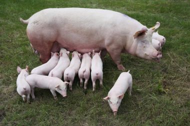 Photo from above a sow and her newborn piglets  clipart