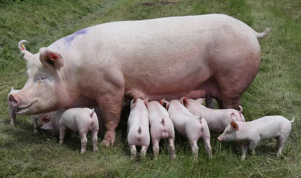 母乳喂养动物养殖场仔猪在草地上 — 图库照片