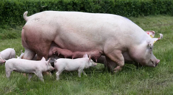 Little pigs breast-feeding closeup at animal farm rural scene — Stock Photo, Image