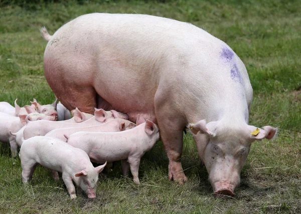 Karmienie piersią prosięta w gospodarstwie zwierzęta na łące — Zdjęcie stockowe