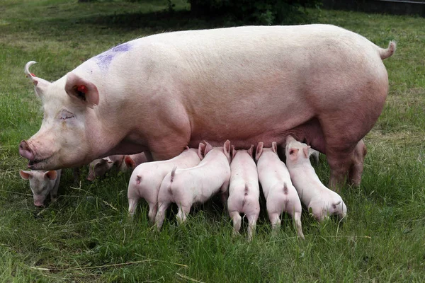 Lechones amamantando en la granja. Pequeños lechones domésticos . — Foto de Stock