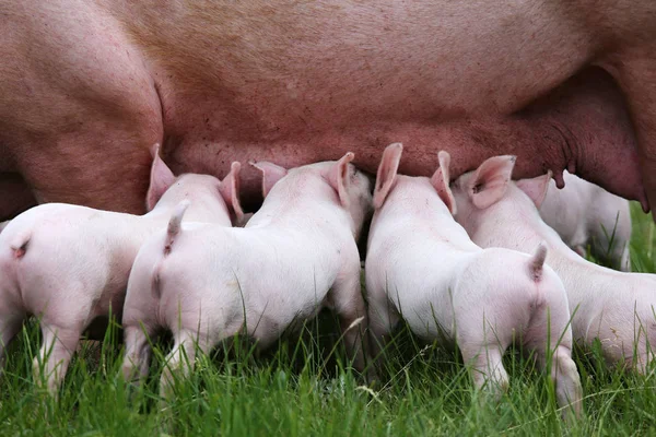 Piccoli maiali che allattano al seno primo piano in fattoria scena rurale estate — Foto Stock