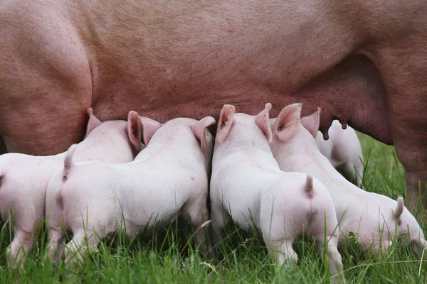 Suinetti che allattano da scrofa fertile — Foto Stock