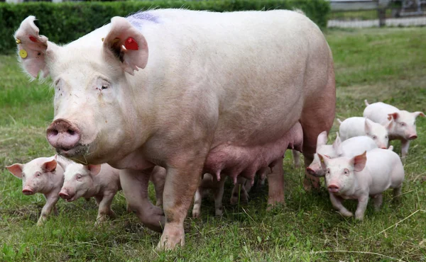 Suinetti che allattano da scrofa fertile — Foto Stock