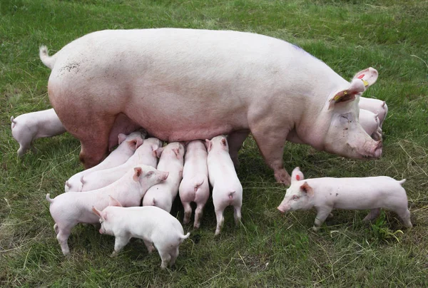 Piglets suckling from fertile sow on summer pasture