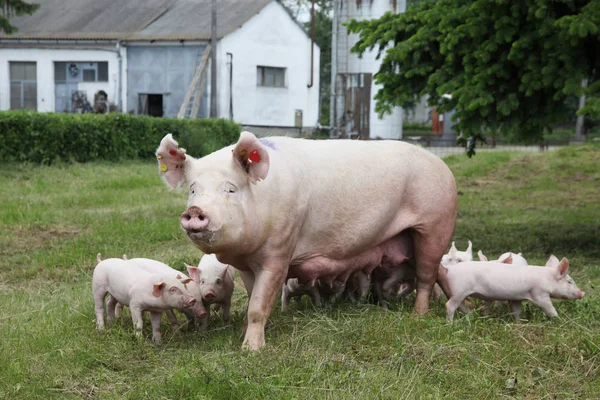 Piglets suckling from fertile sow on summer pasture — Stock Photo, Image