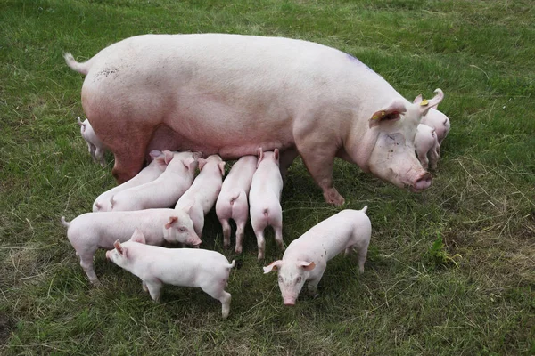 Smågrisar diande på gården. Lilla smågrisar hushåll — Stockfoto