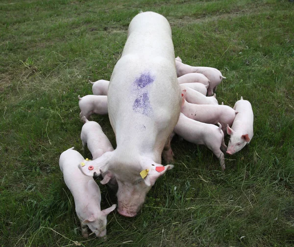 I maialini mangiano latte nel seno materno — Foto Stock