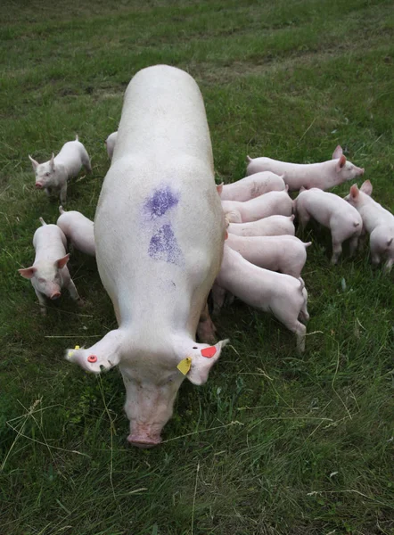 Piglets는 어머니 가슴에 우유 먹으십시오 — 스톡 사진
