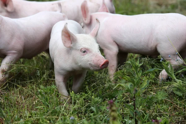 Stádo selat na zvířecí farmu summetime Stock Snímky