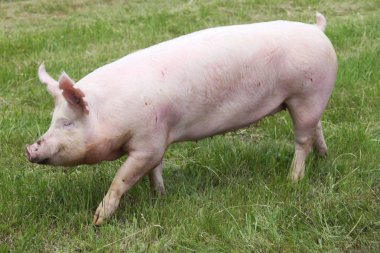 Küçük pembe büyüyen piglet kırsal domuz çiftliğinde otlatma