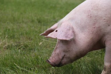 Mera yeşil arka plan üzerinde yerli domuz bir kafa vurdu