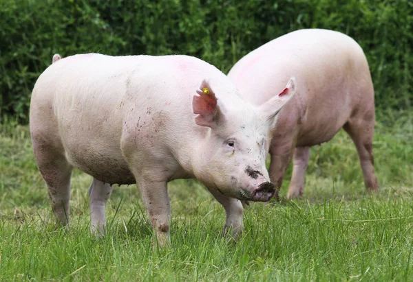 Вирощування свиней розведення в тваринницькій фермі сільська сцена — стокове фото