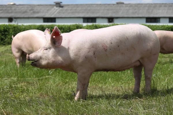 Yan görünümü fotoğraf genç bir yerli domuz