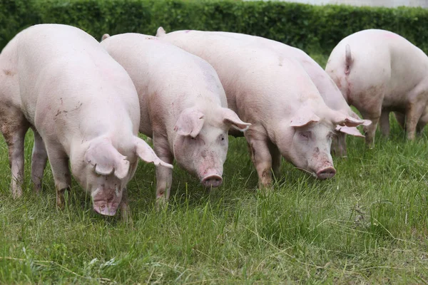 Grupo de cerdas jóvenes pastando en pastos — Foto de Stock