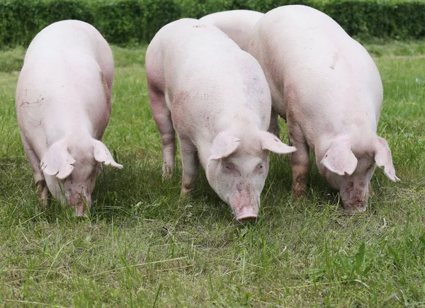 Fechar de um bonito porcos jovens na fazenda de animais ao ar livre — Fotografia de Stock