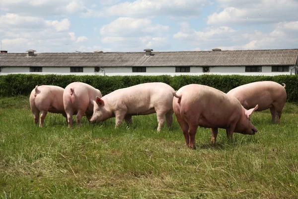 Maiali che godono di sole sull'erba verde vicino alla fattoria — Foto Stock