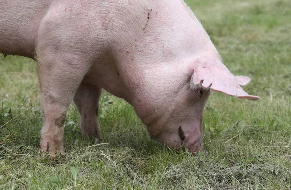Extrem closeup otlatma genç dişi domuz