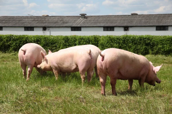 Güneş zevk genç domuz yavruları grup fotoğrafı — Stok fotoğraf