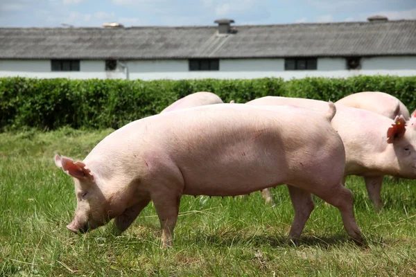 Свині насолоджуються сонячним сяйвом на зеленій траві біля ферми — стокове фото