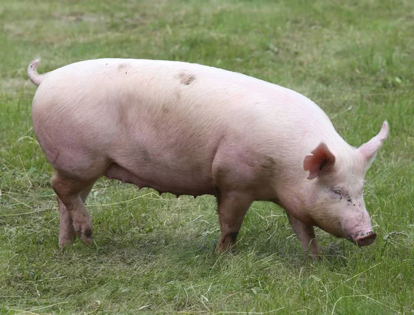 Closeup foto de um leitão bonito na fazenda animal verão — Fotografia de Stock