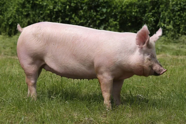 Vue latérale d'un cochon dans une ferme animale — Photo