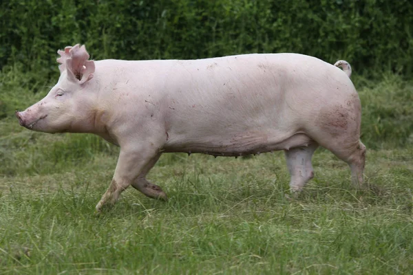 Cerdo joven corriendo en el prado de verano — Foto de Stock