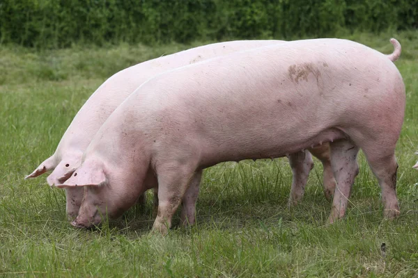 Cerdos de raza Duroc pastan en pastos en granja de animales —  Fotos de Stock