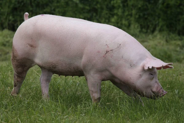 Cerdo rosa pastando en el prado. Cerdo de raza doméstica joven en medio ambiente natural — Foto de Stock