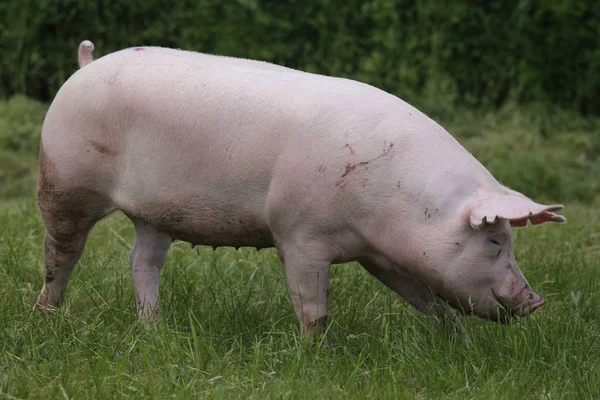 Maiale rosa al pascolo sul prato. Giovane suino domestico di razza sull'ambiente naturale — Foto Stock