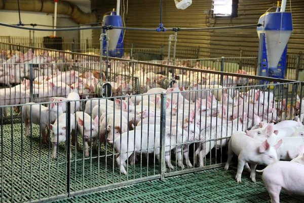 Küçük domuz yetiştiriciliği için endüstriyel domuz çiftliği