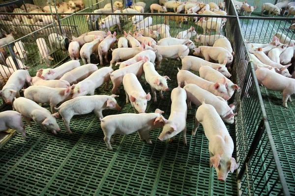 Yukarıdan bir ıslah domuz çiftliği içinde görüntülemek