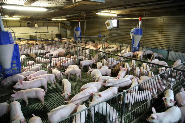 위에서 내 사육 돼지 농장의 보기 — 스톡 사진