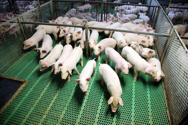 Vista de cima de uma exploração de criação de suínos no interior — Fotografia de Stock
