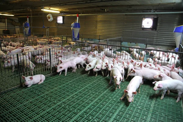Pequenos porquinhos domésticos na fazenda animal rural — Fotografia de Stock