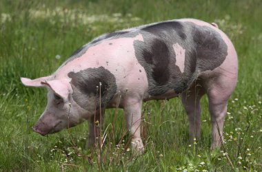 Aile içi domuz yaz mera üzerinde kamera için poz