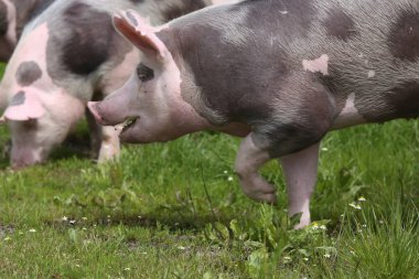 Genç bir piig yakın çekim