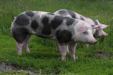 Benekli Pietrian cins domuzlar otlakta hayvan çiftliğinde otluyor.