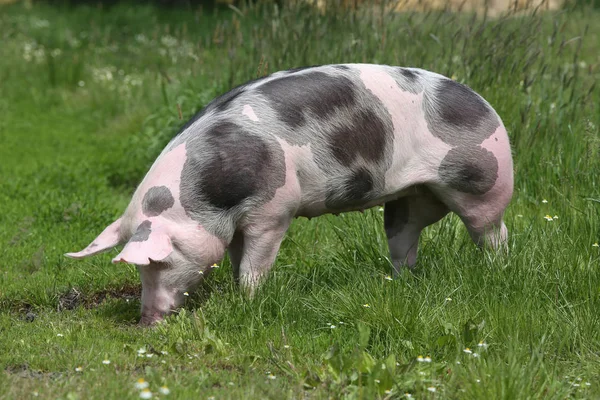 Pink spotted pig graze on meadow — Stock Photo, Image