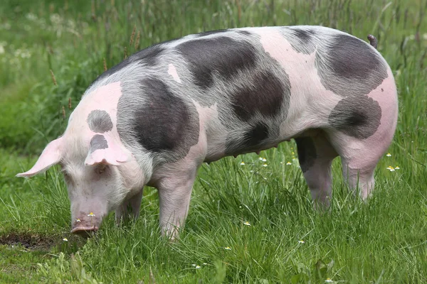 牧场上一只小猪的特写镜头 — 图库照片