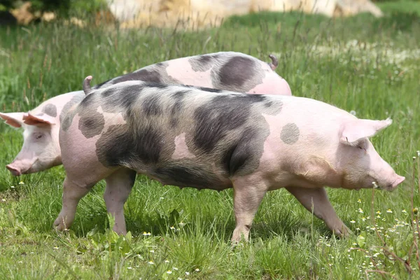 Молода плямиста домашня свиня з чорними плямами — стокове фото