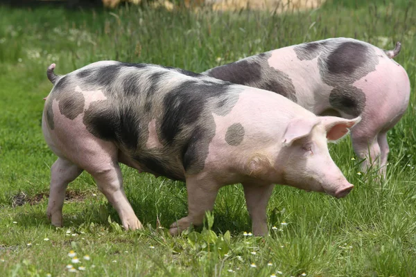 Молода плямиста домашня свиня з чорними плямами — стокове фото