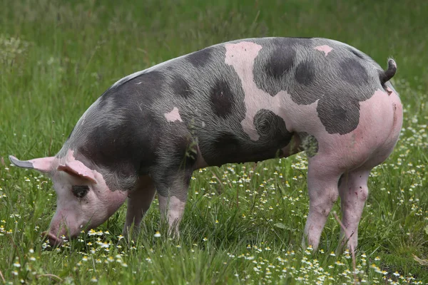 美しい若いペットレイン品種豚ポージング上の夏の牧草地 — ストック写真