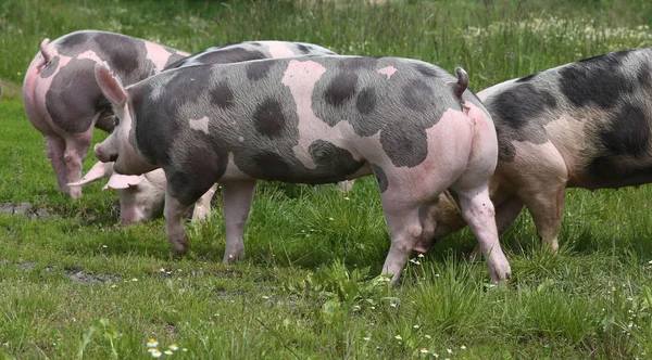 Spotted pietrian breed pigs grazing at animal farm on pasture — Stock Photo, Image