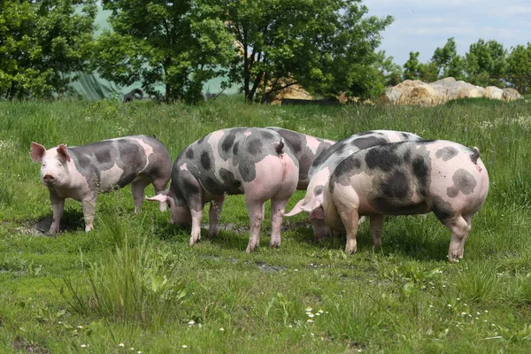 Młody pietrain świń promieniach słońca lato — Zdjęcie stockowe