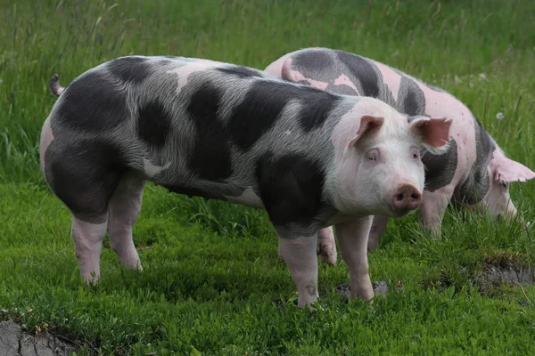 Пасовища свиней на тваринницькій фермі в літній час пасовища — стокове фото