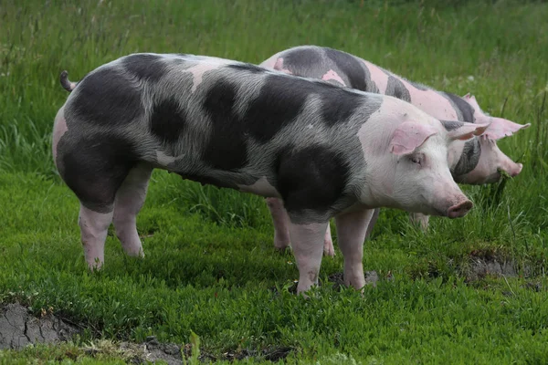 Benekli Pietrian cins domuzlar otlakta hayvan çiftliğinde otluyor.