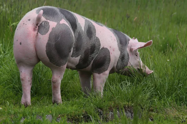Foto de un cerdo pietrano joven —  Fotos de Stock