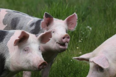 Closeup of domestic pigs when grazing on meadow clipart