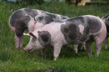 Benekli Pietrian cins domuzlar otlakta hayvan çiftliğinde otluyor.